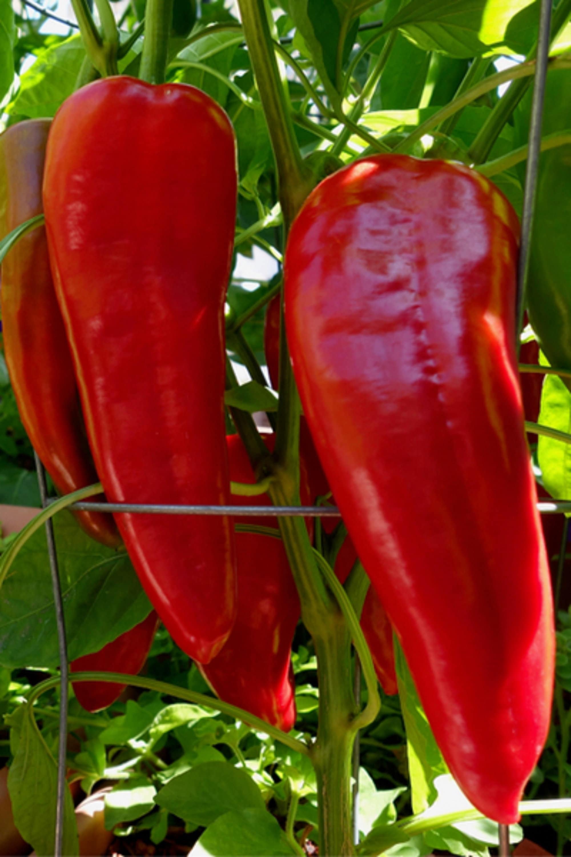 Marconi Red Pepper Giant 15 seeds from Italy 810 inches Etsy