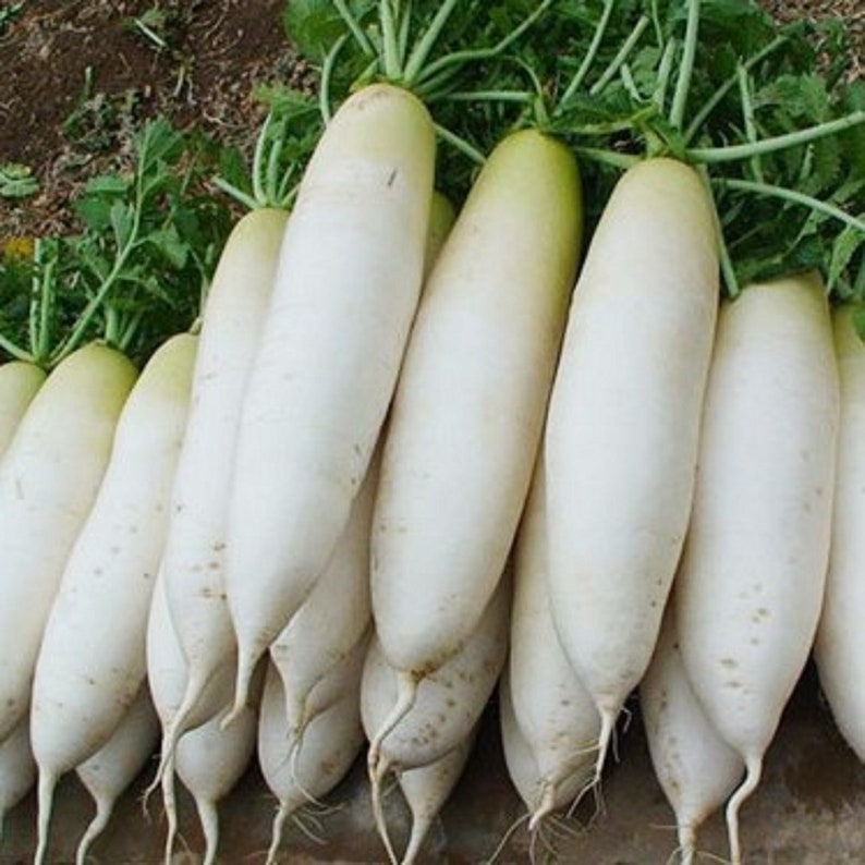 100 Daikon Radish Seeds Heirloom NON GMO Etsy