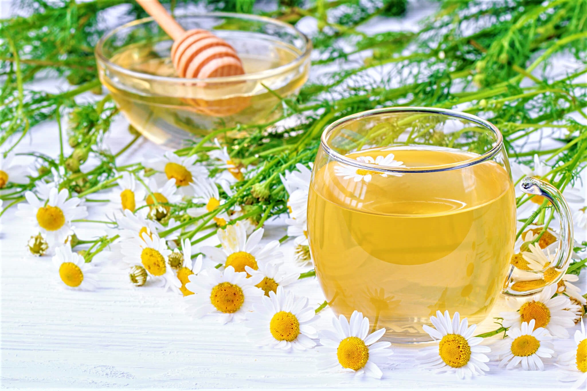 Chamomile 500 Seeds Teas Medicine have Basil Etsy
