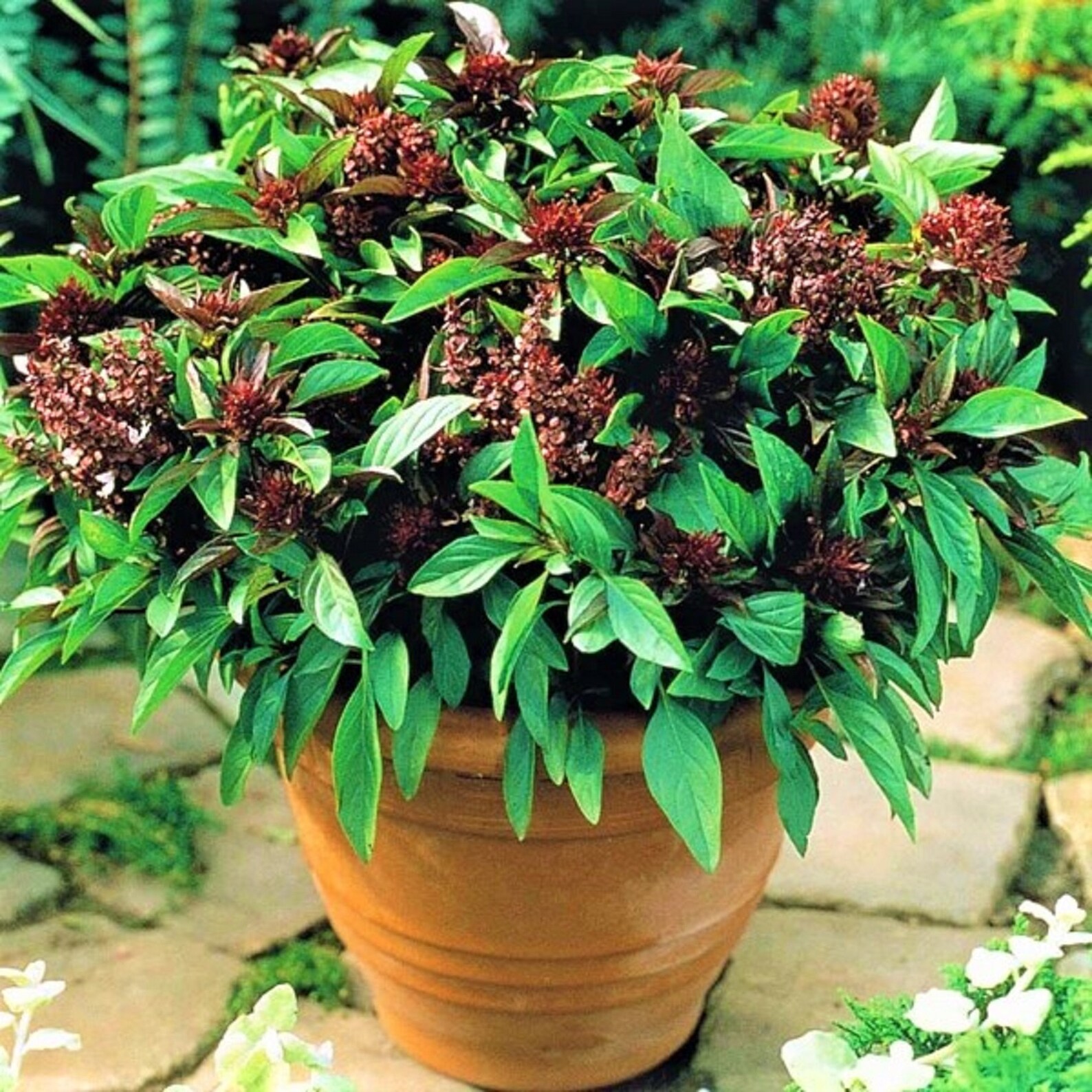 Thai Basil 500 Seeds Purple Basil Asian Basil heirloom Non Etsy