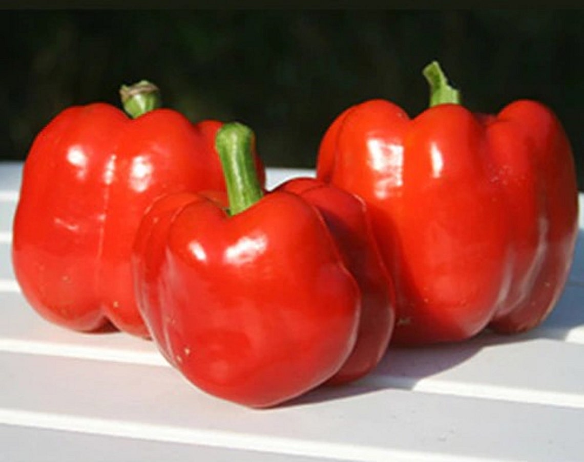 Bull Nose Bell Pepper Sweet 15 Seeds NONGMO Heirloom Etsy