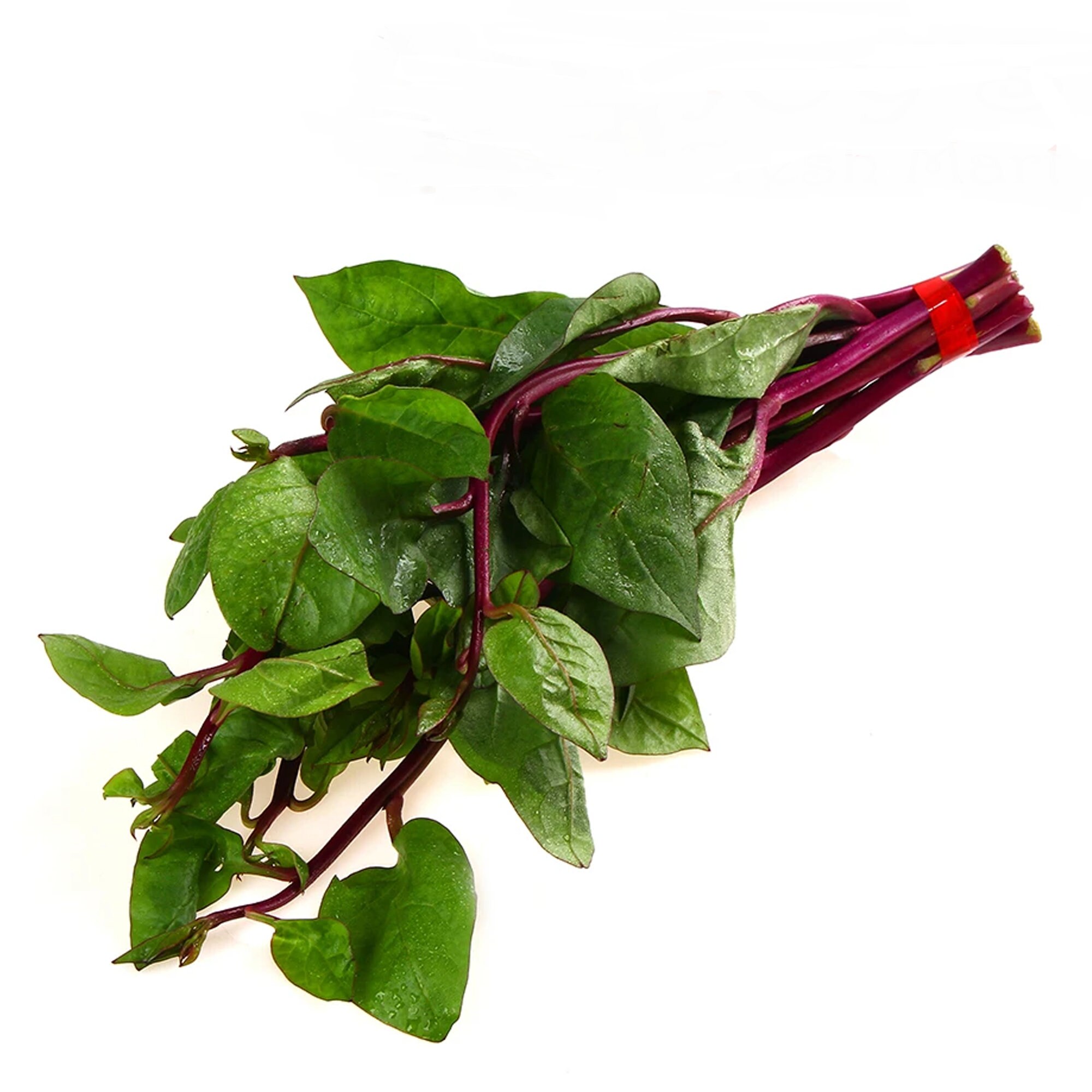 15 Red Stem Malabar Spinach Heat Tolerant non bolting Etsy