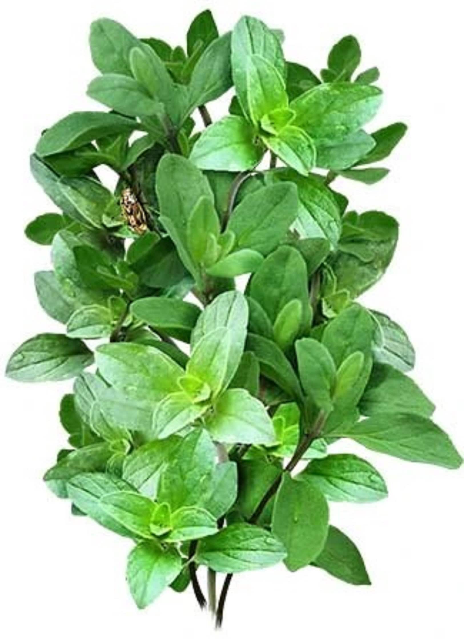 Italian Oregano 500 Organic Seeds Heirloom Perennial Non Etsy UK