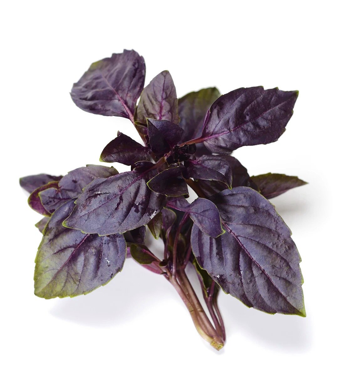 Red Rubin Basil Seeds 250 Dark Opal Improved Heirloom Etsy