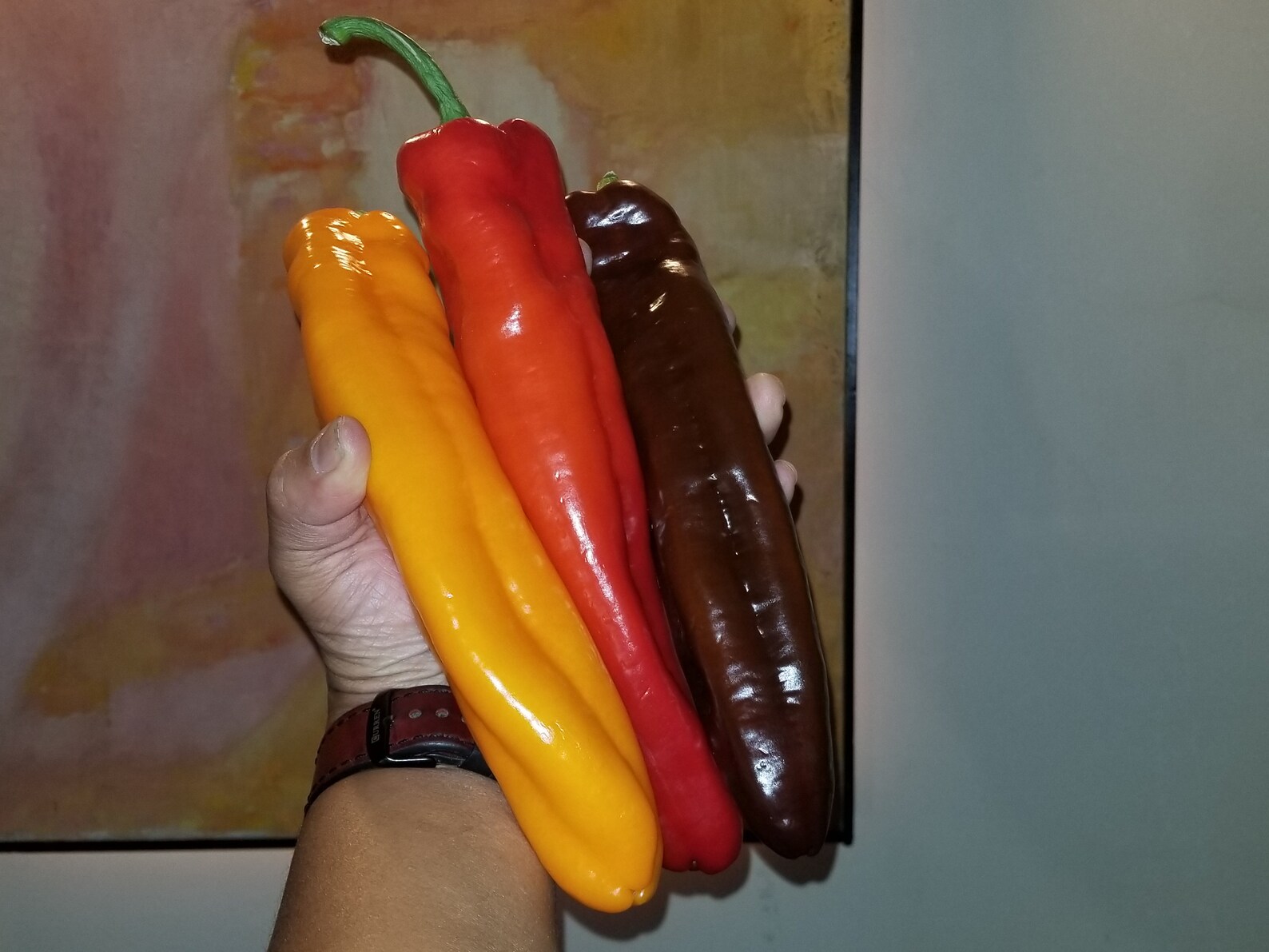 Twister Pepper 15 Seeds Sweet Rare Massive 1012 Inches Etsy