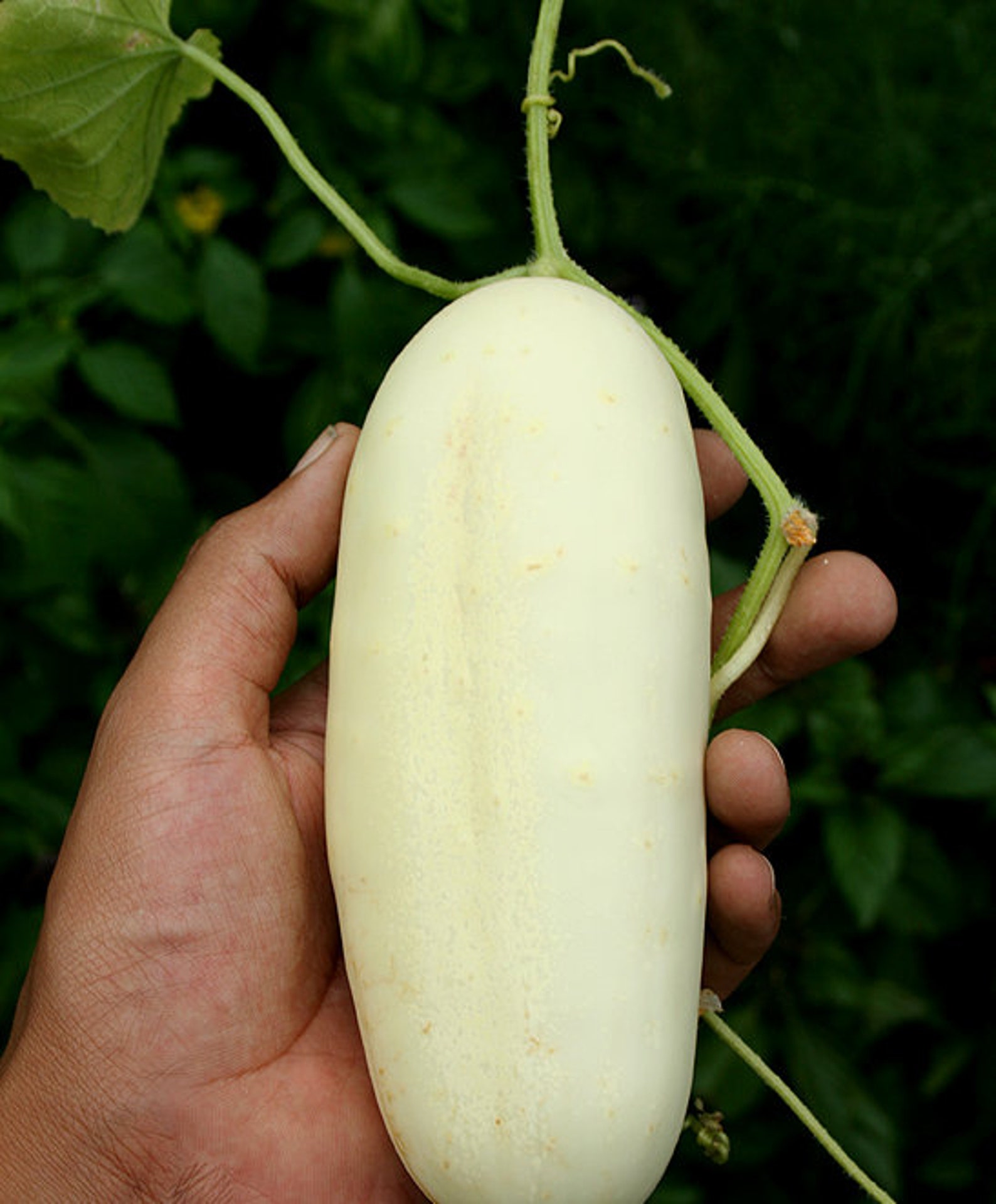 White Wonder Cucumber 30 Seeds Heirloom Nongmo Vegetable Etsy