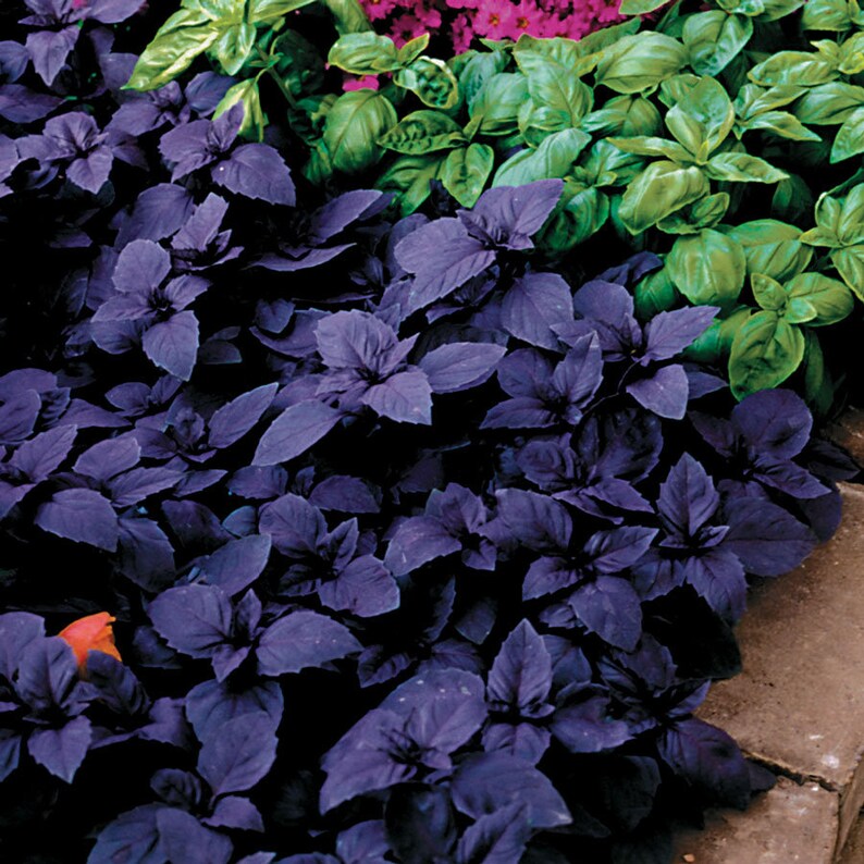 Red Rubin aka Dark Opal Basil 500 Seeds Heirloom NON GMO Etsy