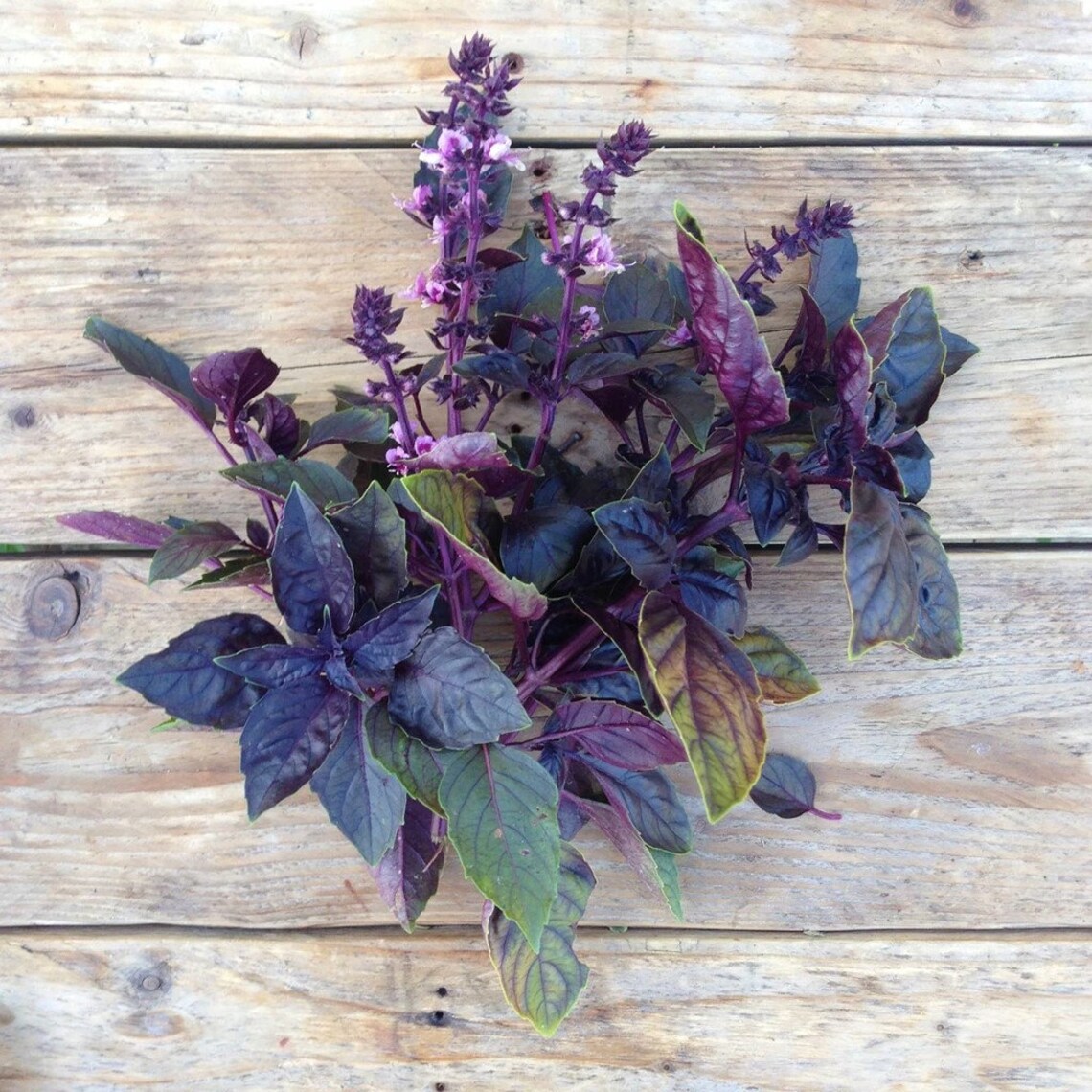 Red Rubin Aka Dark Opal Basil 500 Seeds Heirloom NON GMO Etsy