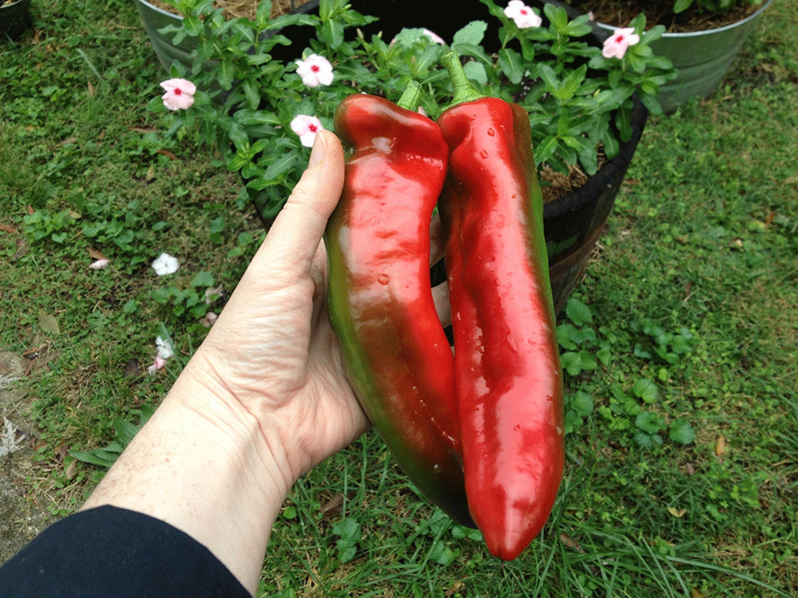 Marconi Red Pepper Giant 12 Seeds limited Qty Etsy
