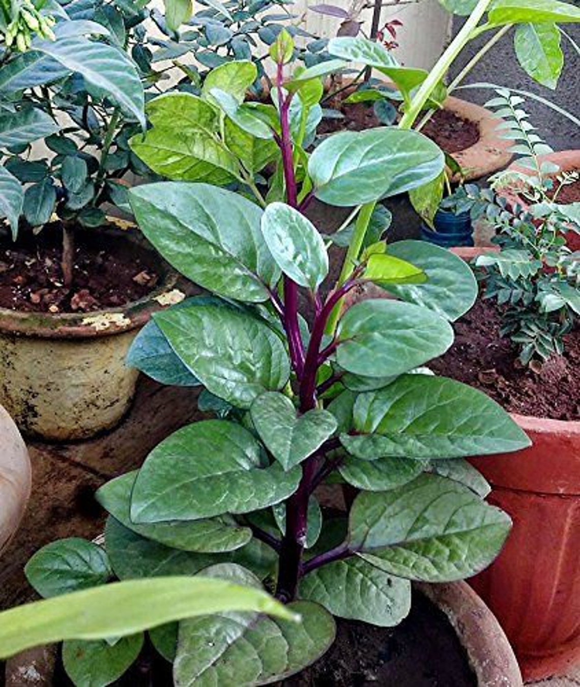 15 Red Stem Malabar Spinach Heat Tolerant non bolting Etsy