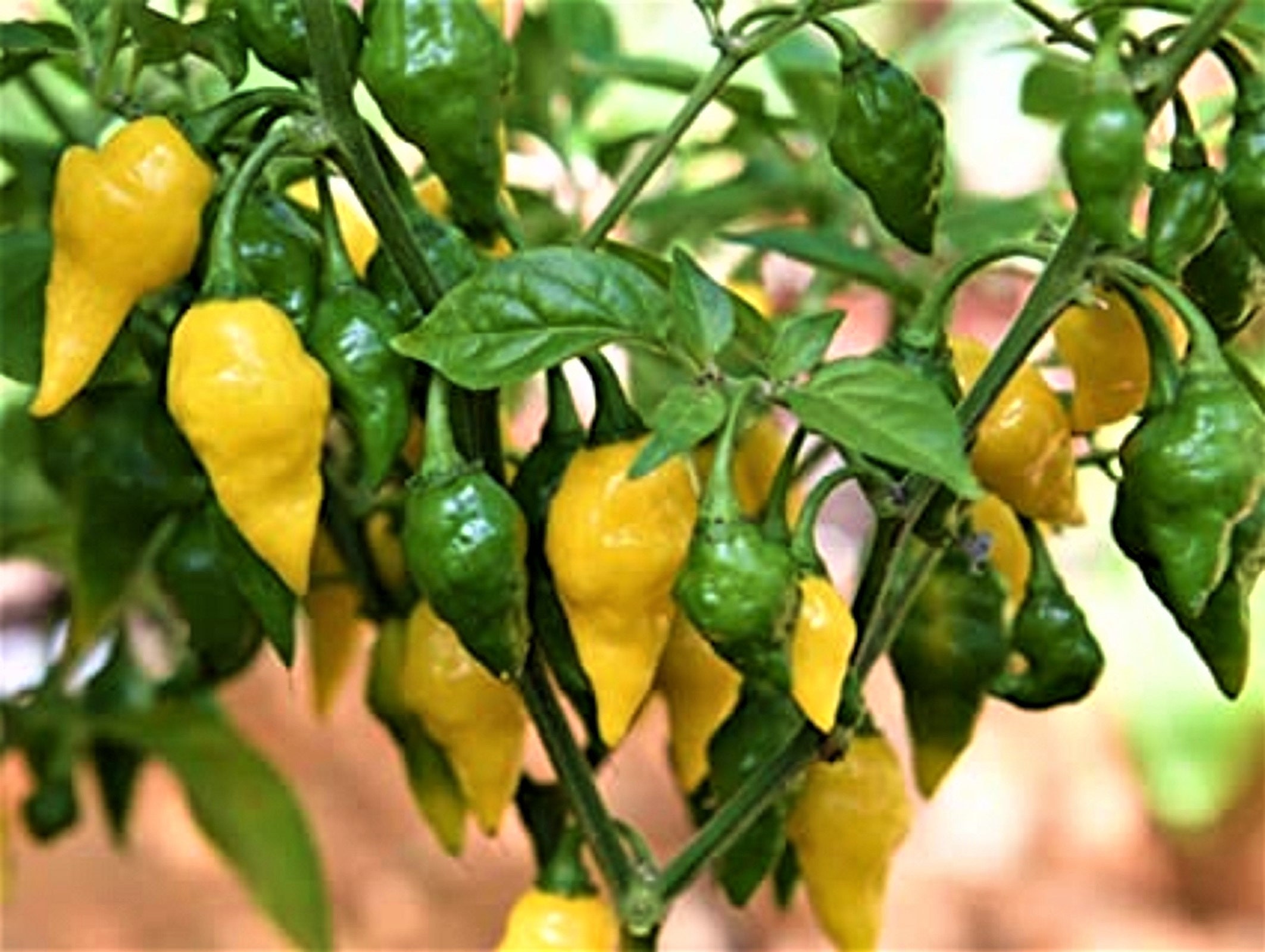 Lemon Habanero Pepper 25 Seeds Very Hot NONGMO Yellow Etsy