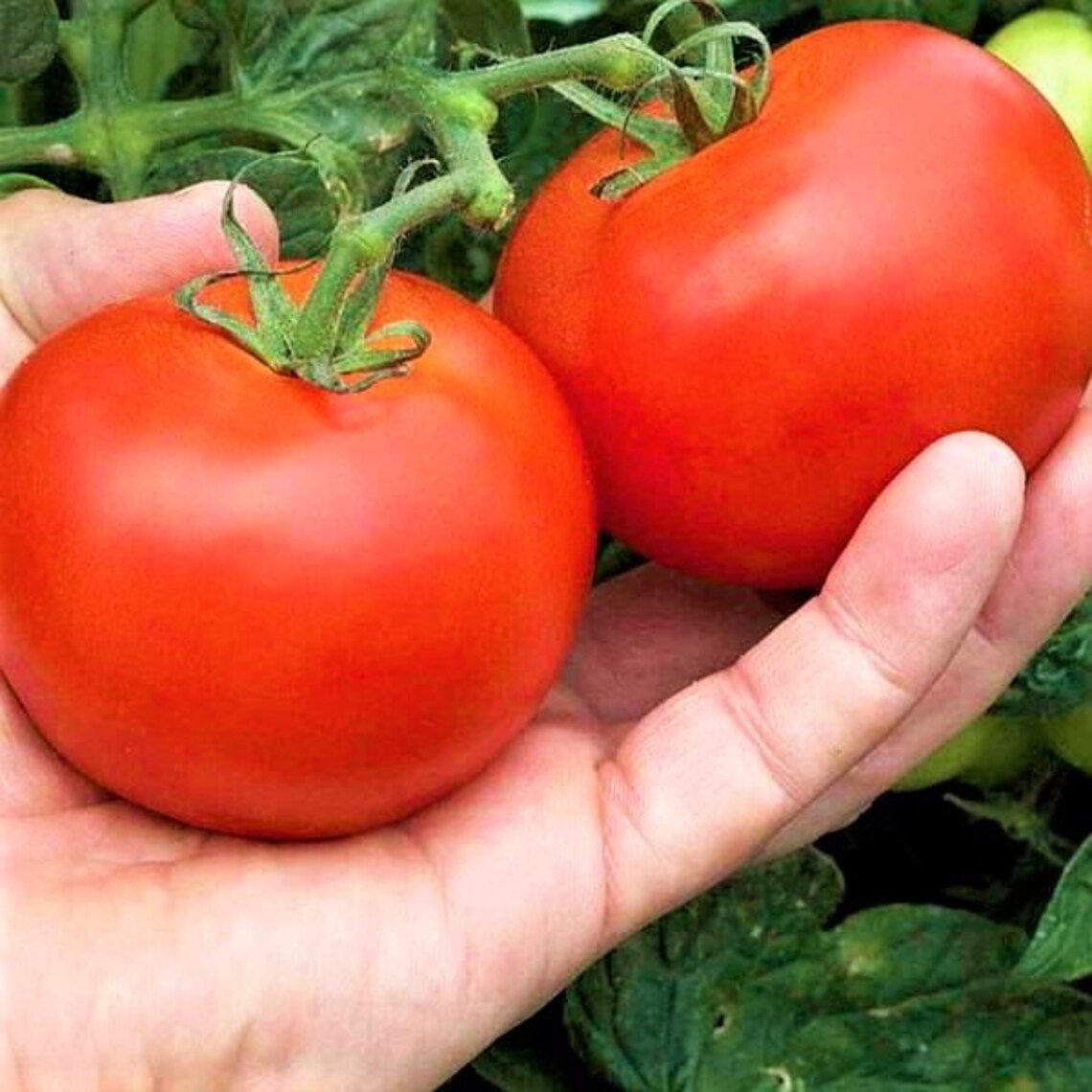25 Moneymaker Tomato Seeds Heirloom Frees USA Shipping Etsy