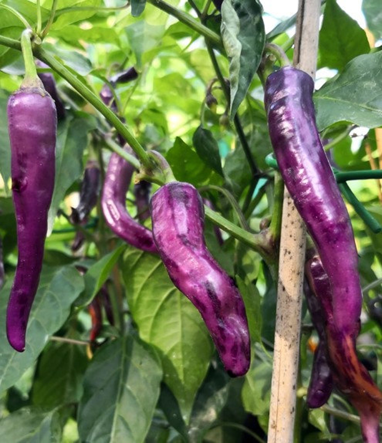 Buena Mulata Purple Hot Pepper 15 Seeds Purple Beauty Color Etsy
