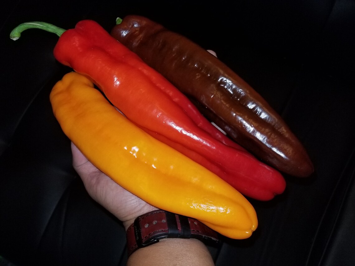 Twister Pepper 15 Seeds Sweet Rare Massive 1012 inches Long Etsy