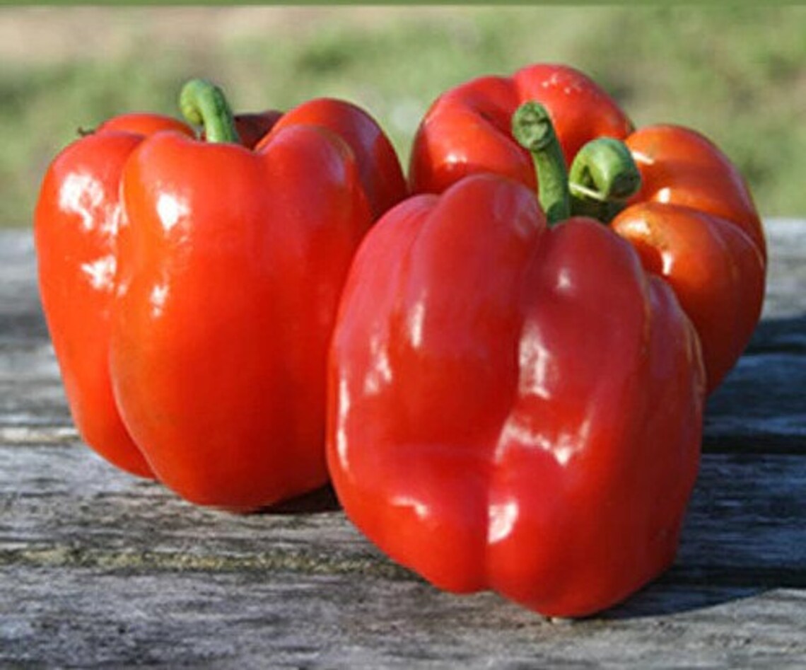 Bull Nose Bell Pepper Sweet 15 Seeds NONGMO Heirloom Etsy
