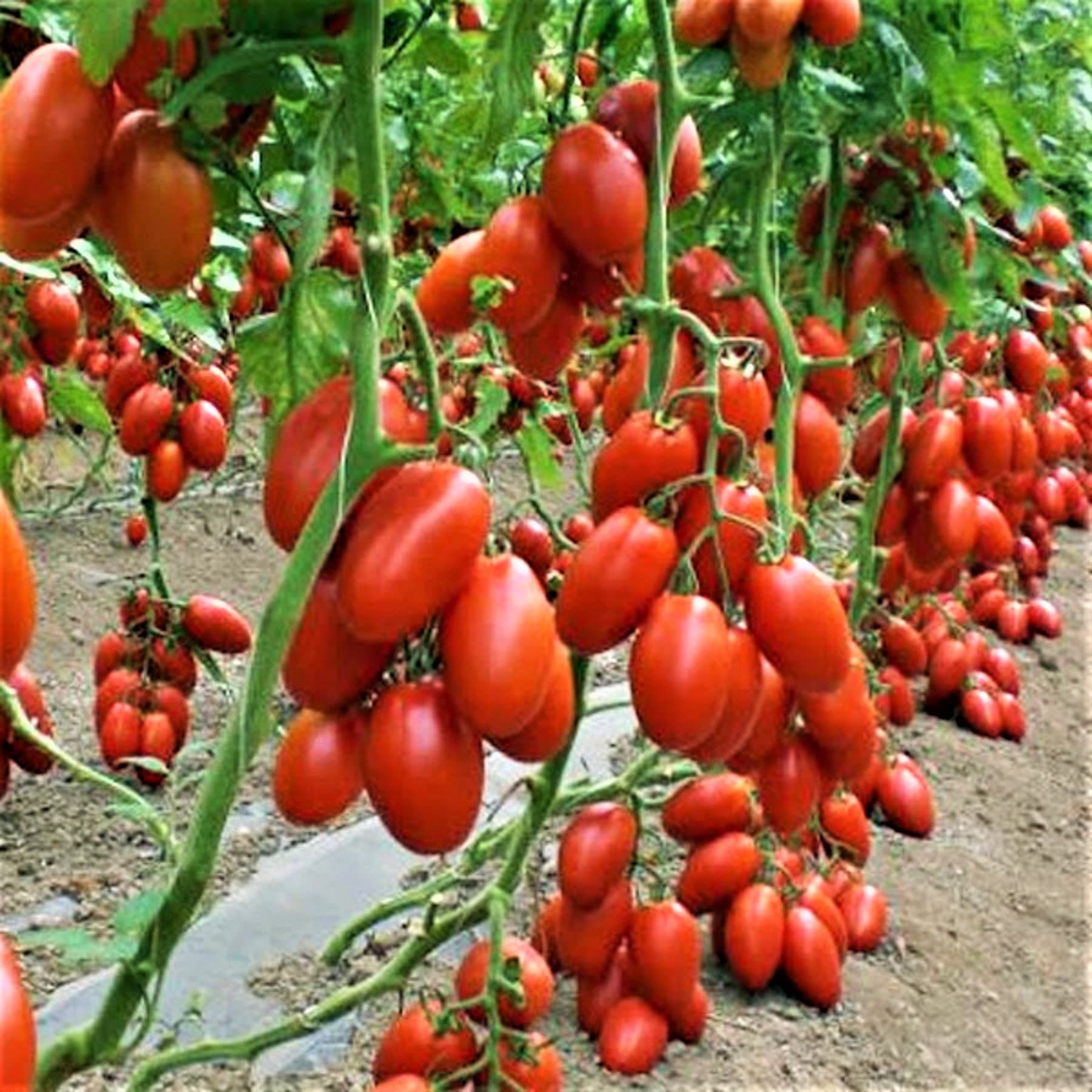San Marzano Heirloom Tomato Seeds NONGMO 30 Seeds Prolific Etsy