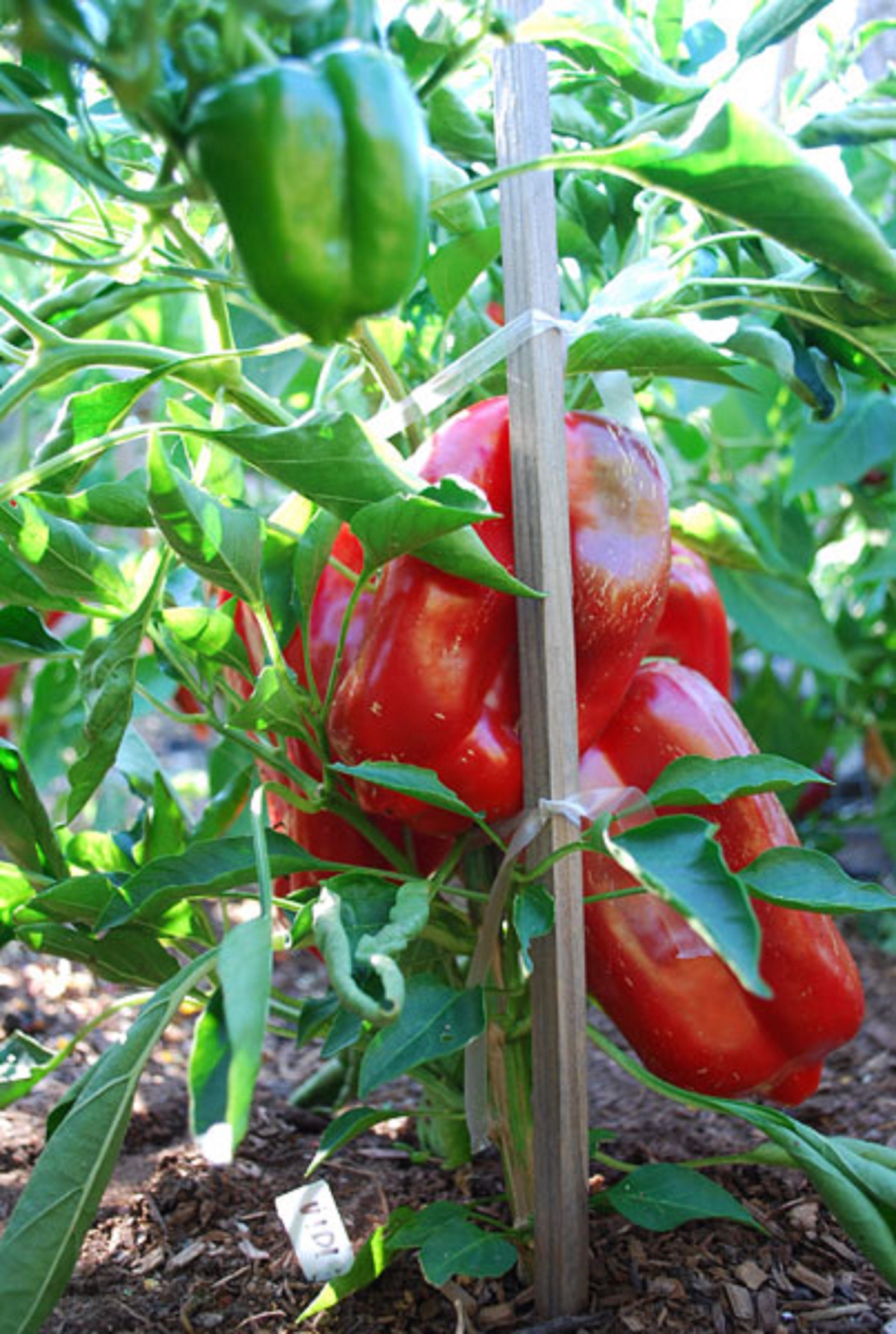 Bull Nose Bell Pepper Sweet 15 Seeds NONGMO Heirloom Etsy