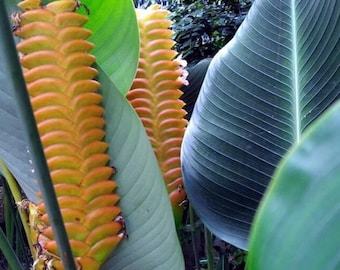 Exotic Tropical Plant Rhizomes Calathea Crotalifera Rattlesnake Plant Large  to Jumbo Size With Roots - Etsy