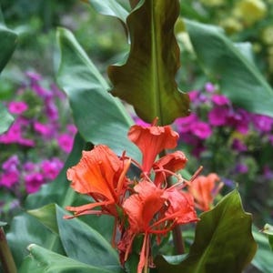 2-Red Butterfly Ginger/Hedychium Greenii