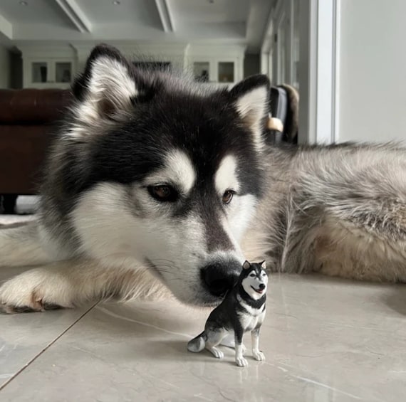 Personalized Siberian Husky Figurine – Custom Dog Statue, Cake Topper