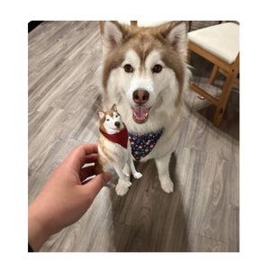 May include: A brown and white husky dog wearing a blue and white bandana is looking at the camera. A smaller figurine of a brown and white husky dog wearing a red bandana is being held in front of the dog.