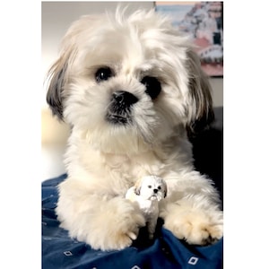 May include: A white Shih Tzu dog with brown markings on its ears is sitting on a blue blanket. The dog is looking at the camera and has a small white toy dog in its paws.