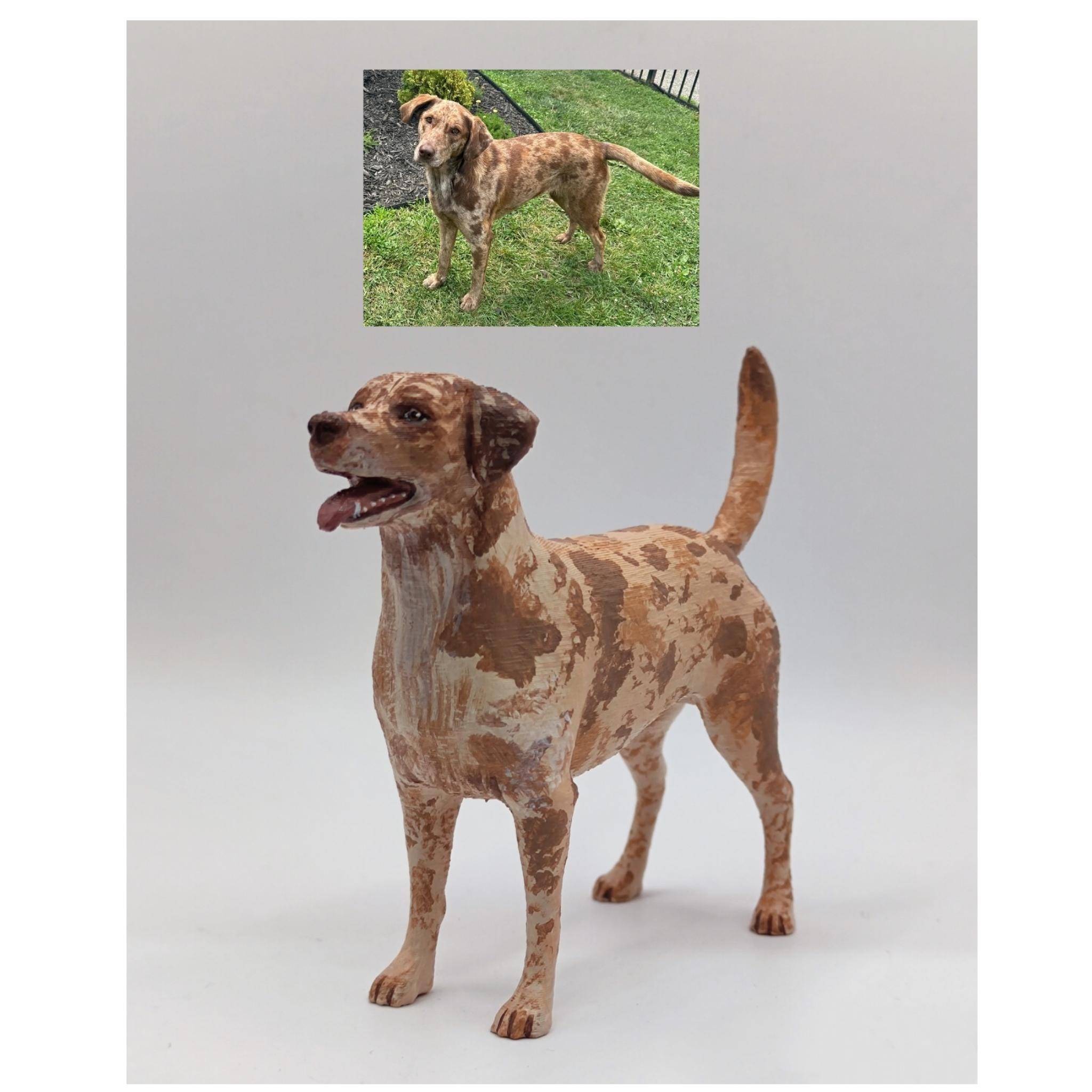 Catahoula Hog Hunting Blue Merle Catahoula Leopard Dog Hog Hunting