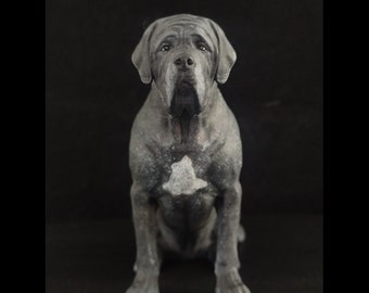 Custom Mastiff -Personalized painting service 3D model -   painting service - handmade painting - dog statue - wedding cake topper -
