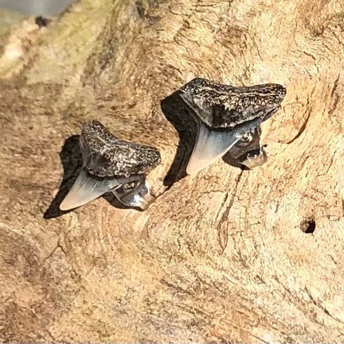 Shark Tooth & Shell Earrings - Etsy