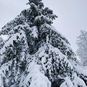 Snow Covered Trees in Wisconsin, Landscape Photography, Winter Photography, Digital Print, Wall Art, Wall Decor