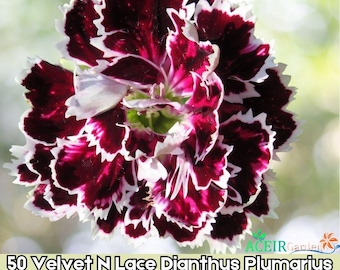 Semillas de flores de clavel plumarius de terciopelo y encaje, 50 unidades, flores perennes con volantes, envío rápido