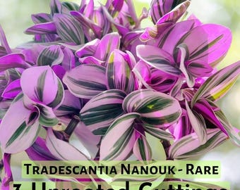 3 Unrooted 3”-4” Cuttings Tradescantia Nanouk - Rare