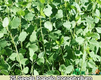 25 Seeds Papalo Porophyllum ruderale Summer Herb Fast Shipping