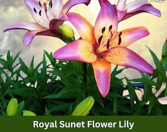 1 Bulb Royal Sunset Lily – Fragrant Asiatic Hybrid Lily, Vibrant Orange-Peach Blooms, Hardy Perennial