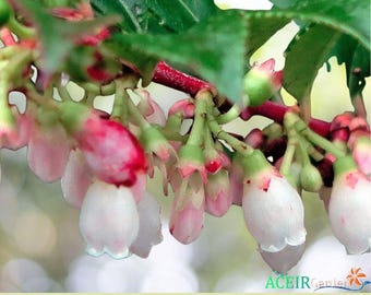 50 Evergreen Huckleberry Seeds - Vaccinium Ovatum Berry Shrub Fast Shipping