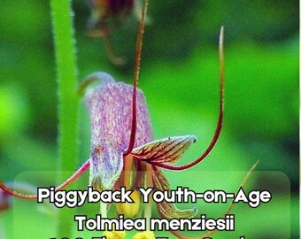100 Piggyback Plant Seeds – Youth-on-Age Tolmiea menziesii Thousand Mothers Fast Shipping