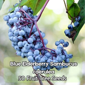 May include: Close-up of a cluster of blue elderberries, Sambucus caerulea, on a branch. The berries are a pale blue color and are clustered together. The image includes text that reads "Blue Elderberry Sambucus caerulea 50 Fruit Tree Seeds."