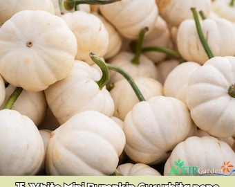 15 semillas de mini calabaza blanca Cucurbita pepo. Envío rápido.
