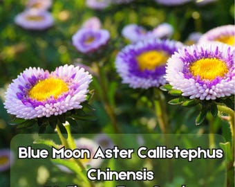 50 Blue Moon Aster Seeds – Callistephus Chinensis Pompon Two-Tone Blue White Blooms – Fast Shipping