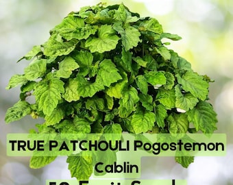 5 True Patchouli Seeds – Pogostemon cablin Fragrant Perennial Herb