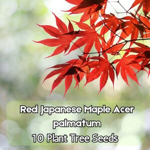 May include: Bright red Japanese Maple leaves with a blurred green and white background. The image includes the text "Red Japanese Maple Acer palmatum 10 Plant Tree Seeds".