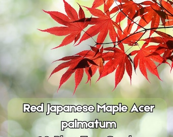 10 Red Japanese Maple Tree Seeds Ornamental Acer palmatum Fast Shipping