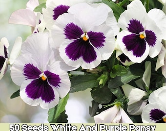 Semillas de flores de viola blanca y morada, 50 unidades, flores brillantes y resistentes, envío rápido