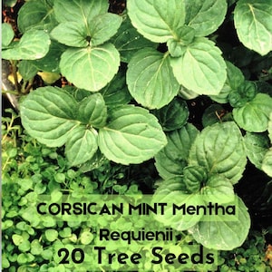 20 Corsican Mint Seeds – Mentha requienii Fragrant Ground Cover Herb Fast Shipping