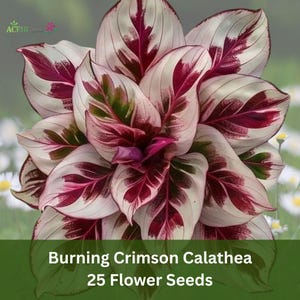 25 Burning Crimson Calathea Seeds – Rare Exotic Houseplant, Striking Red & Green Foliage