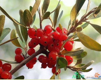 20 semillas de Shepherdia argentea (arbusto de frutos rojos) con envío rápido