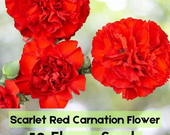 50 Scarlet Red Carnation Seeds – Dianthus caryophyllus Fragrant Garden Flowers Fast Shipping