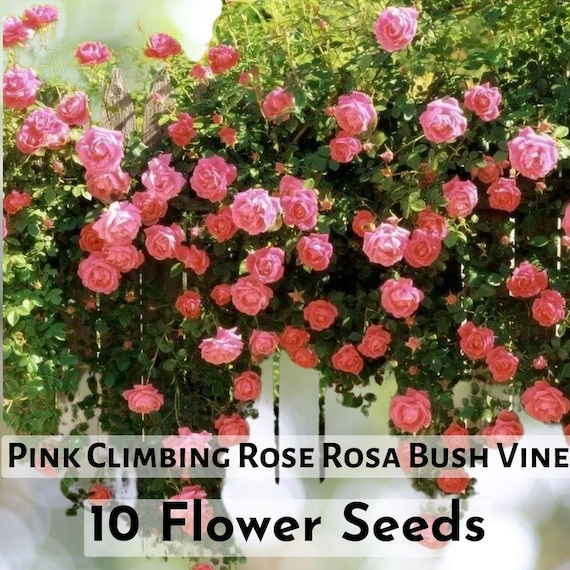 20 CLIMBER ROSE FLOWER SEEDS rare exotic Redish Pink