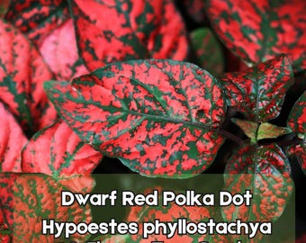 10 Dwarf Red Polka Dot Plant Seeds – Splash Select Hypoestes phyllostachya Flower Houseplant Fast Shipping