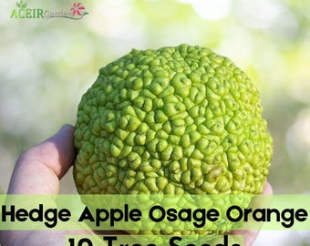 10 HEDGE APPLE SEEDS Osage Orange Horse Apple Monkey Ball Maclura Pomifera Tree Fast Ship